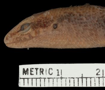 Media type: image;   Herpetology R-26330